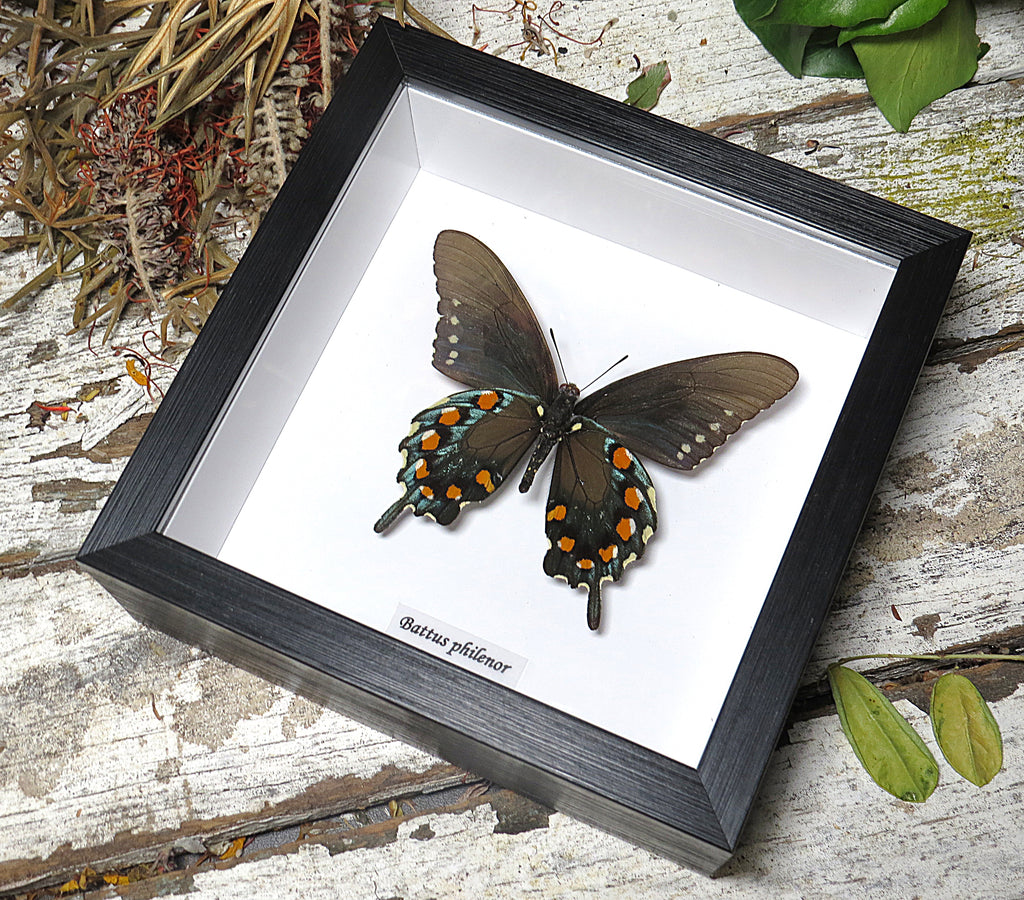 Battus philenor male