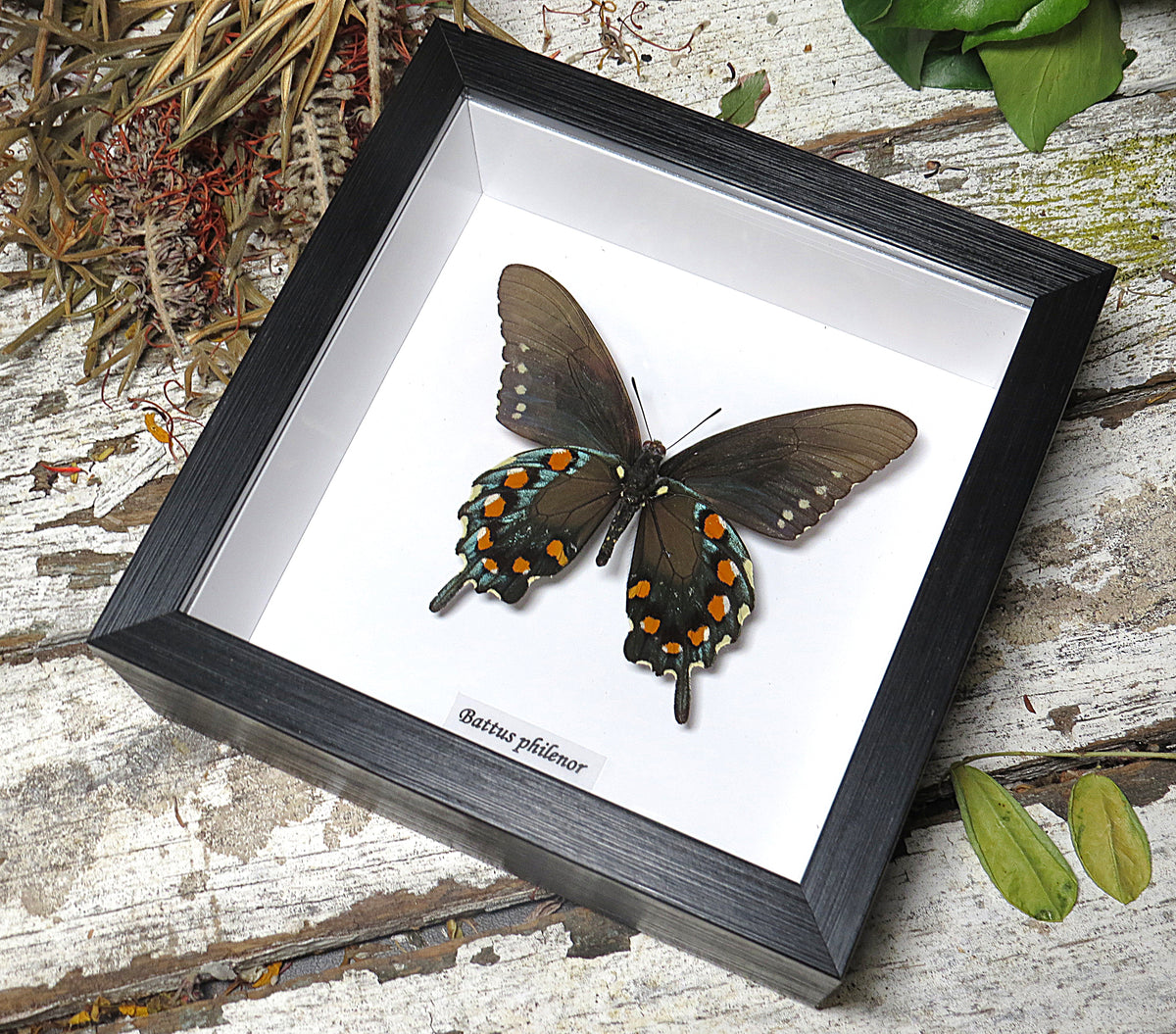 Battus philenor male