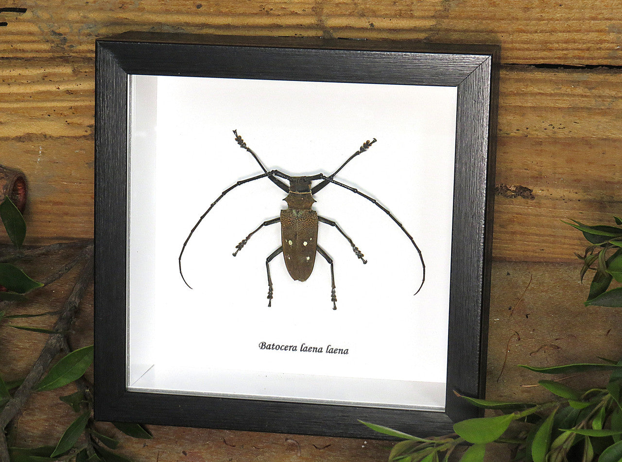 Batocera laena laena