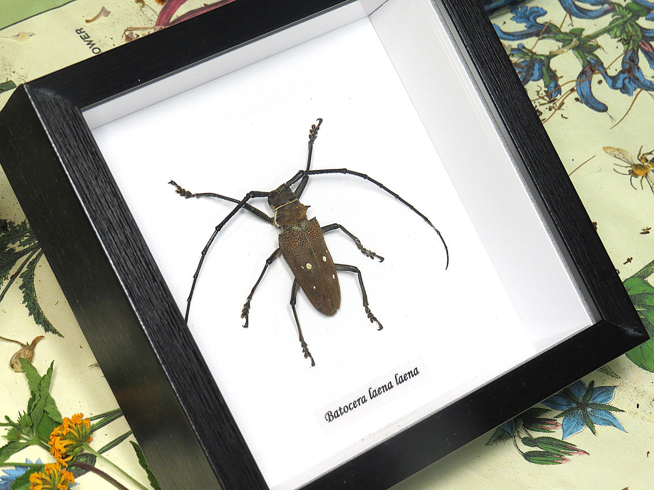Batocera laena laena