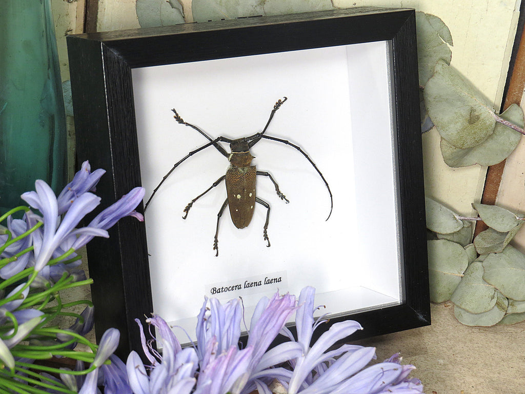 Batocera laena laena