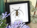 Batocera laena laena