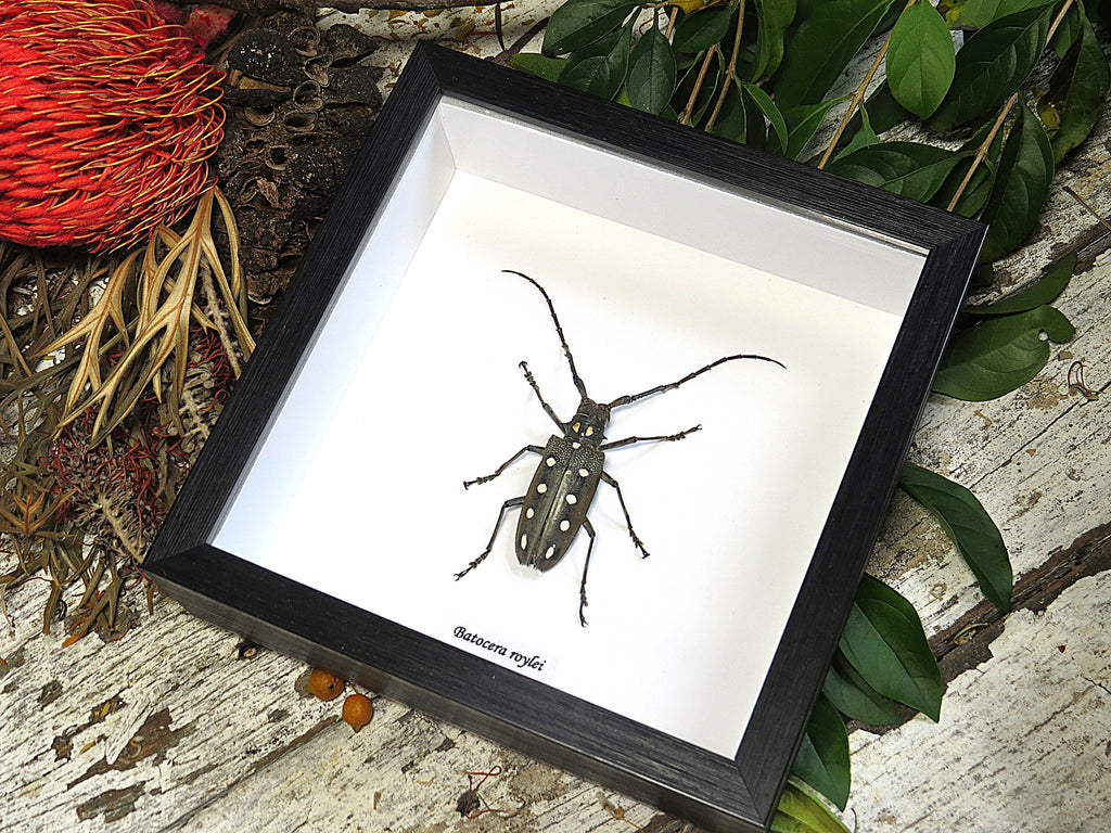 Batocera roylei