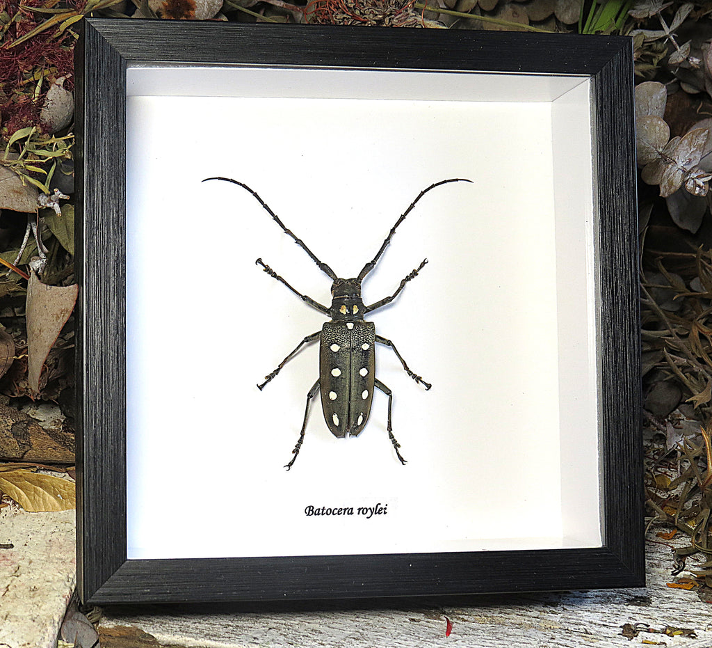 Batocera roylei