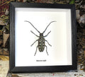 Batocera roylei