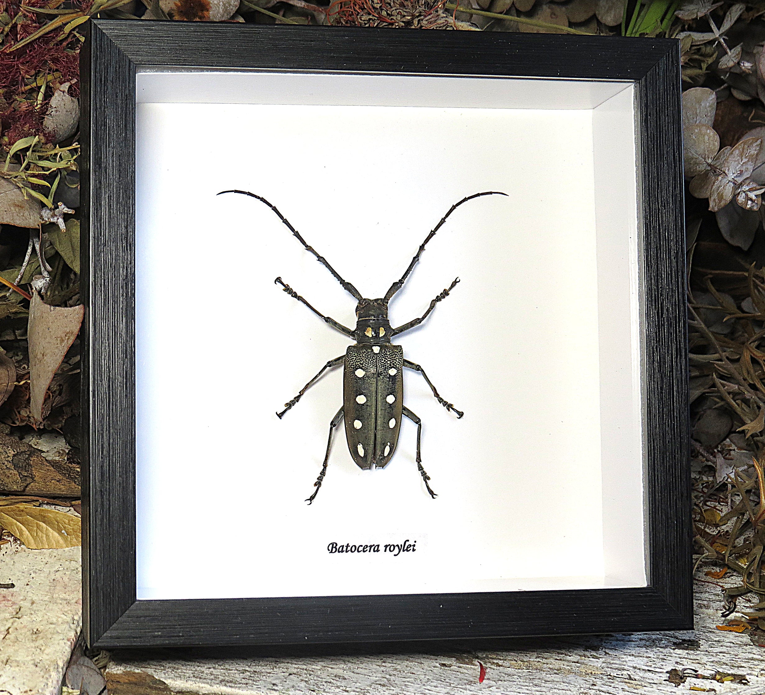 Batocera roylei
