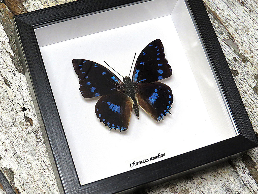 Charaxes ameliae
