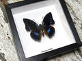 Charaxes ameliae