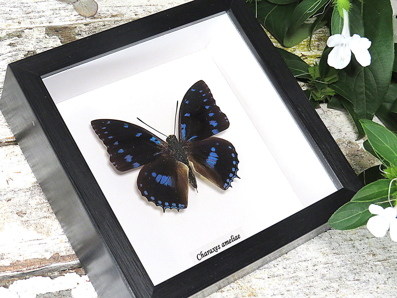 Charaxes ameliae