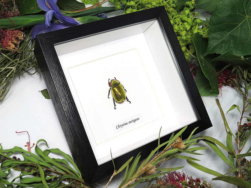 Chrysina aurigans