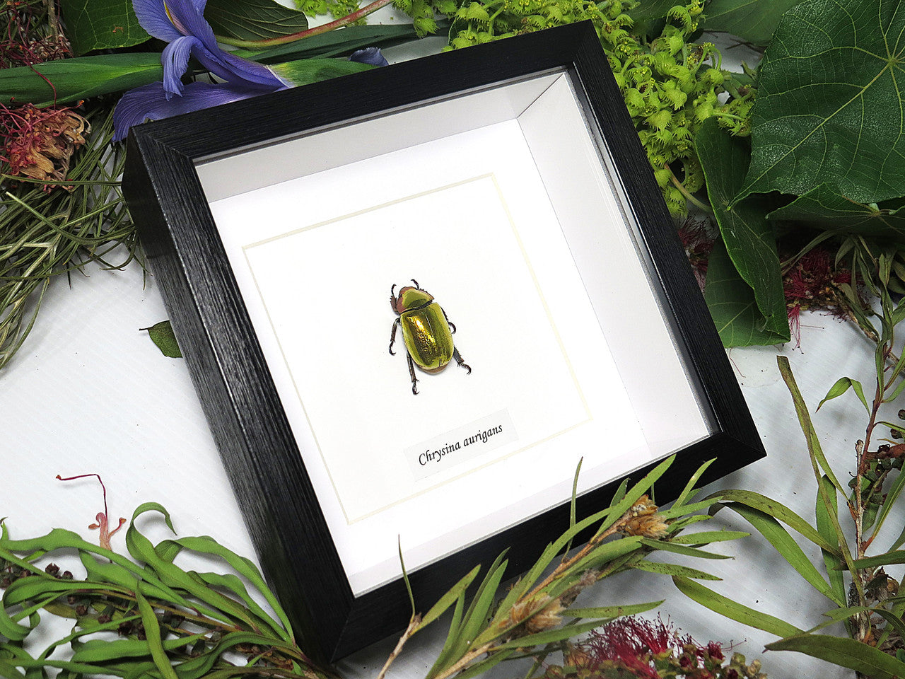 Chrysina aurigans
