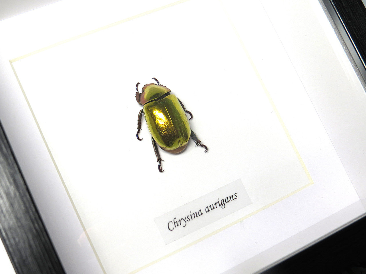 Chrysina aurigans