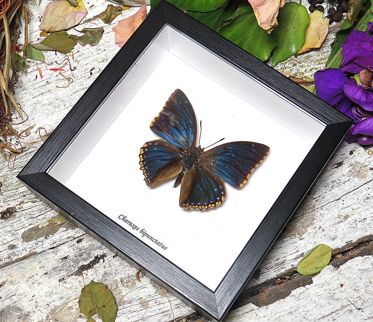 Charaxes bipunctatus