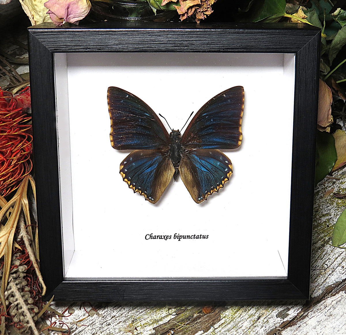 Charaxes bipunctatus