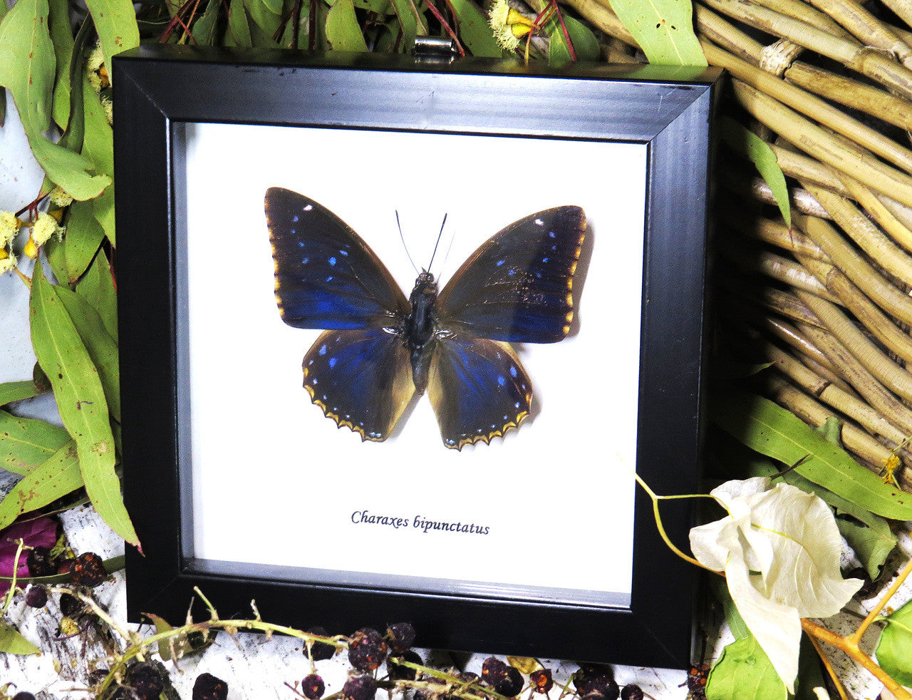 Charaxes bipunctatus