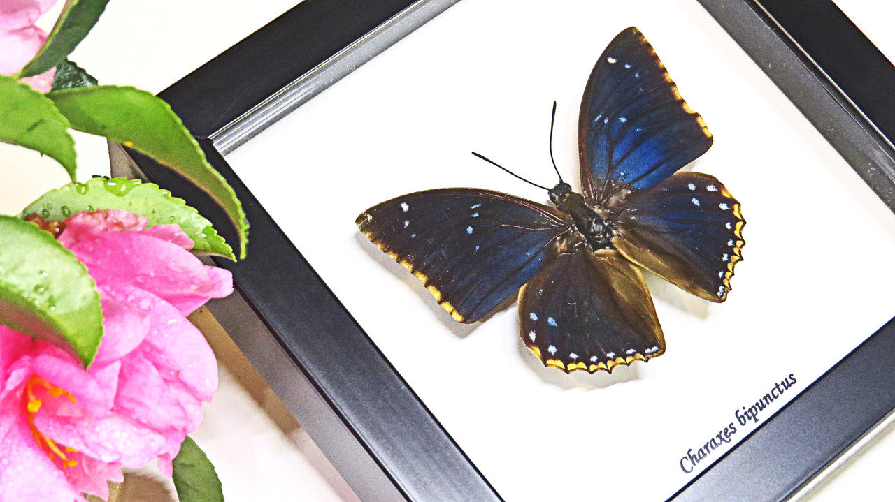 Charaxes bipunctatus