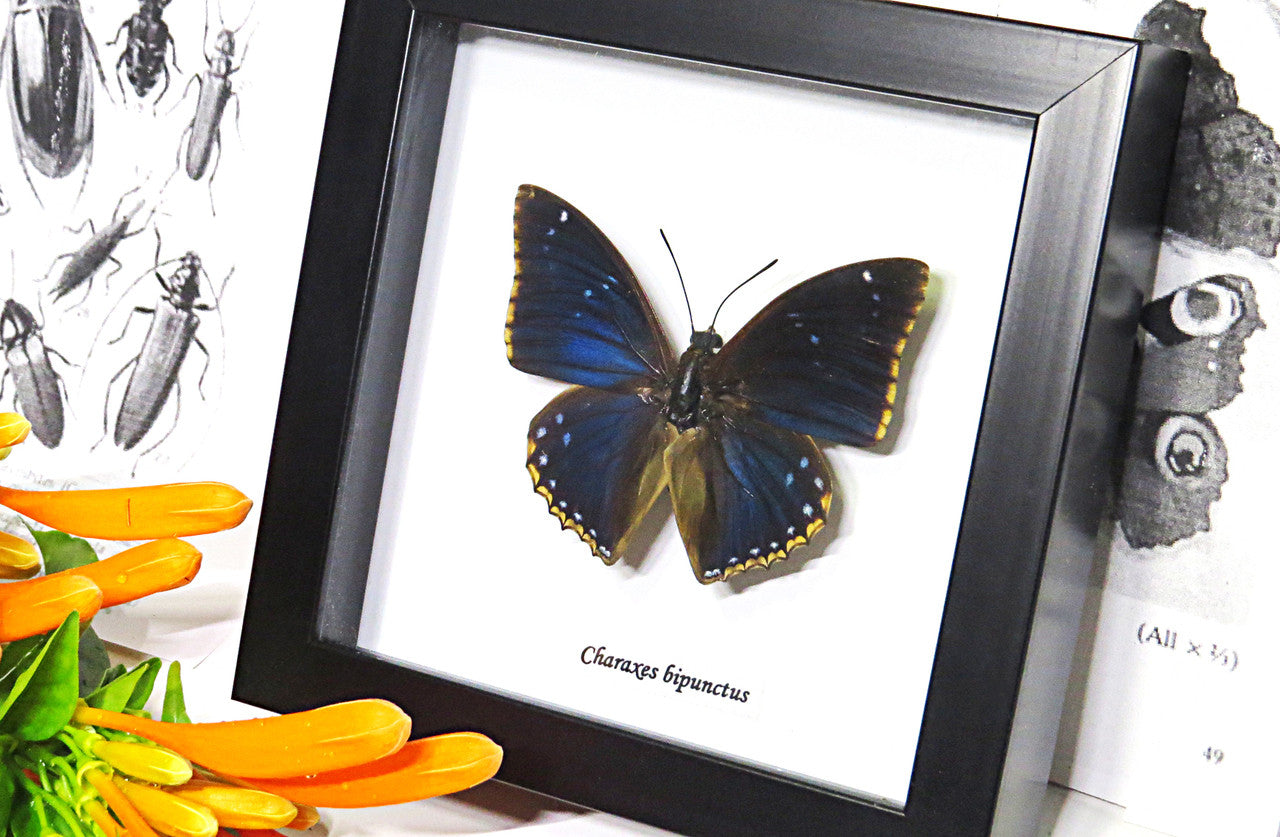 Charaxes bipunctatus