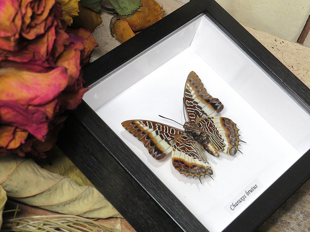 Charaxes brutus