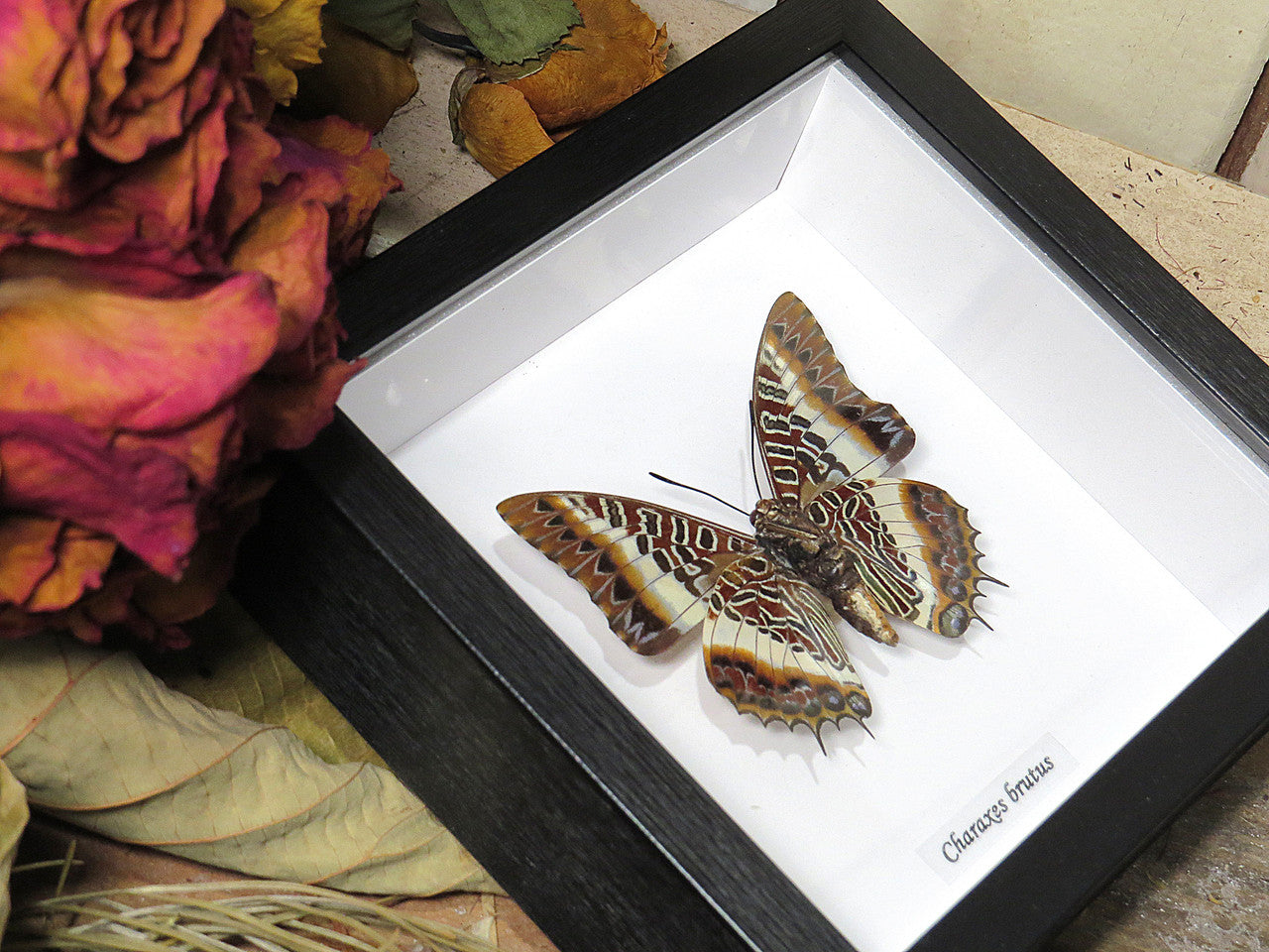 Charaxes brutus