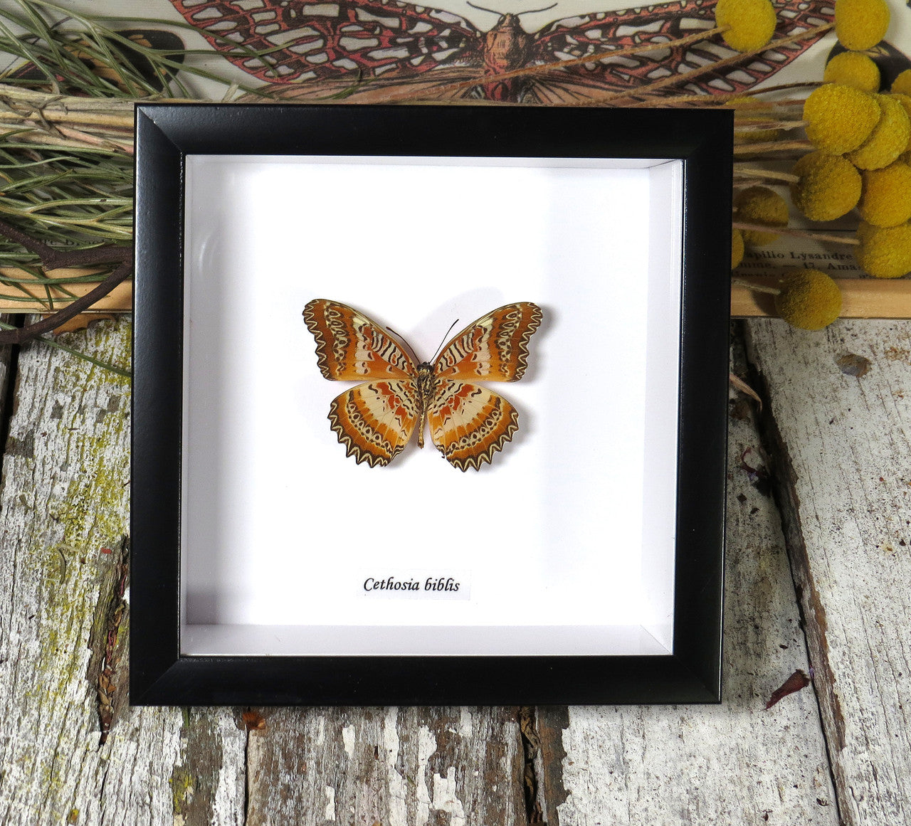 Cethosia biblis