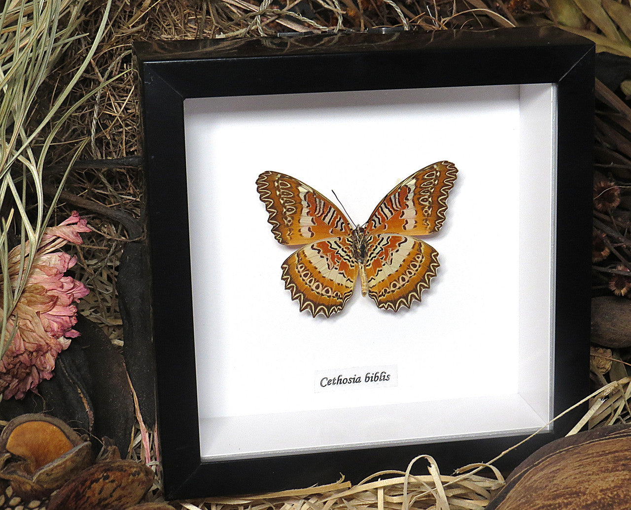 Cethosia biblis