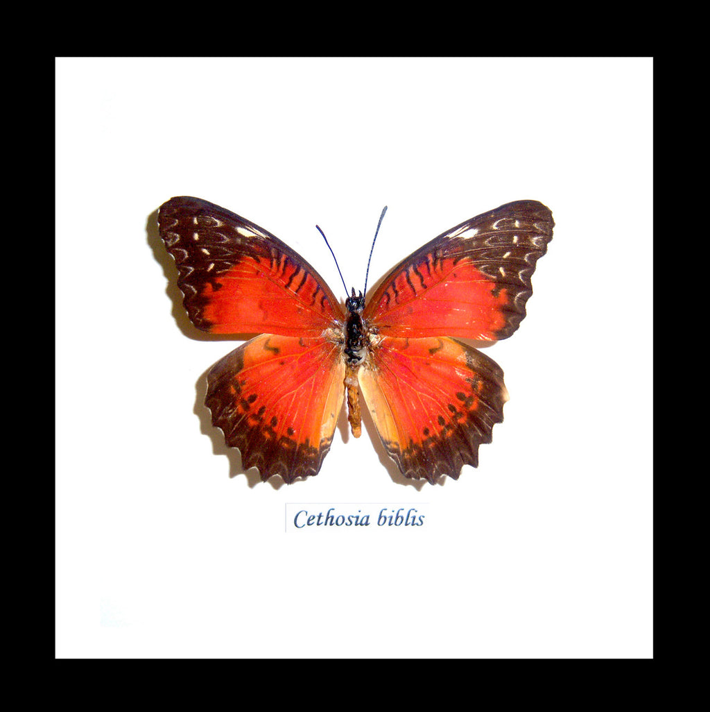 Cethosia biblis Bits&Bugs 