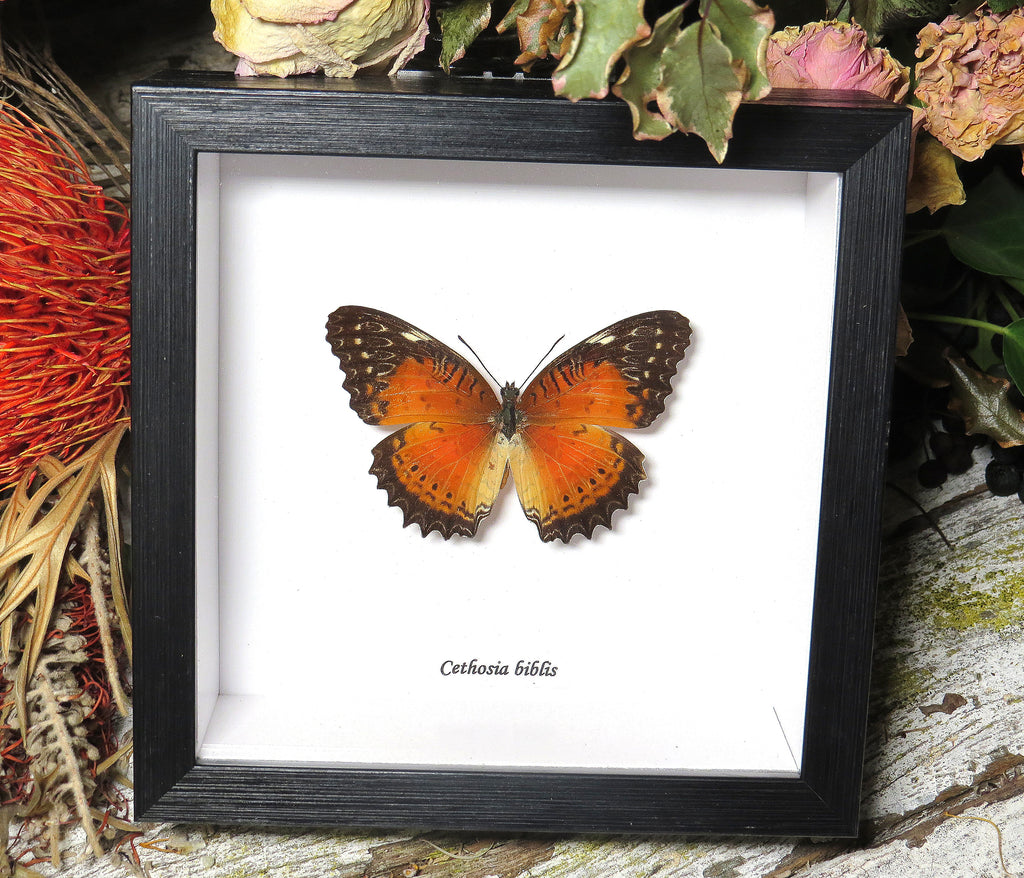 Cethosia biblis dorsal