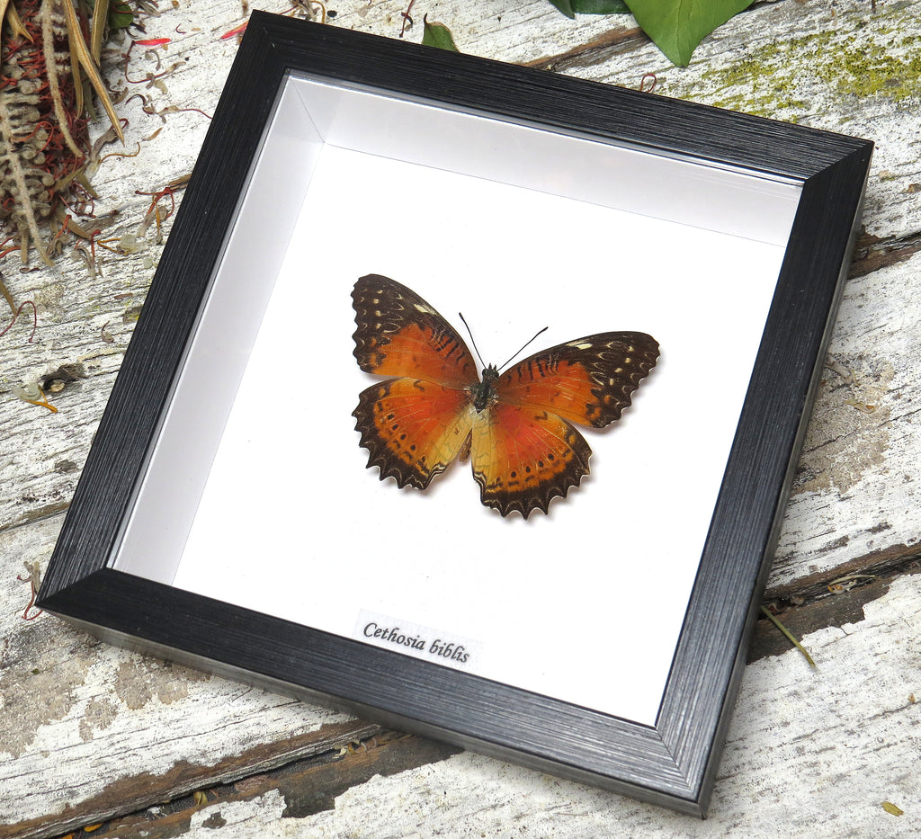 Cethosia biblis dorsal