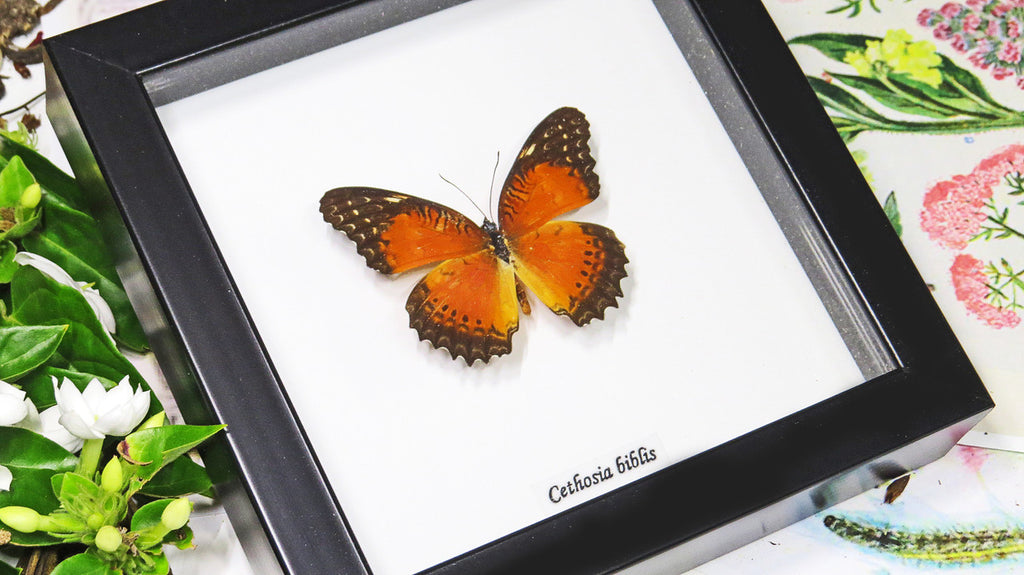  butterfly framed Bits & Bugs 