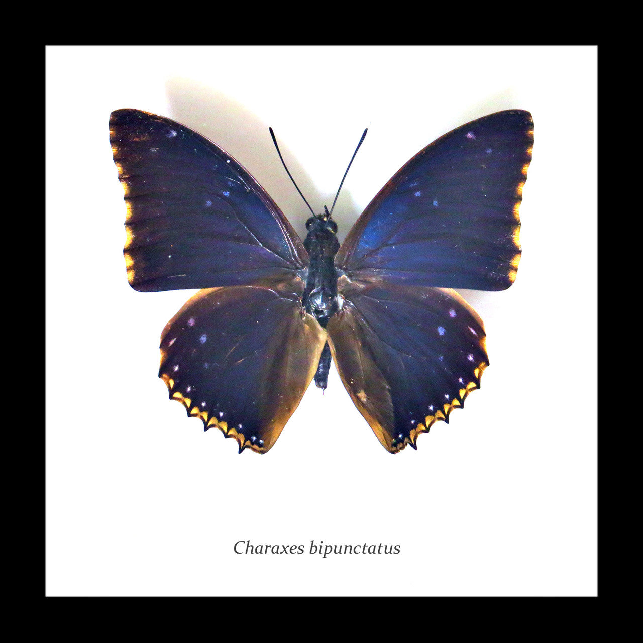 Charaxes bipunctatus