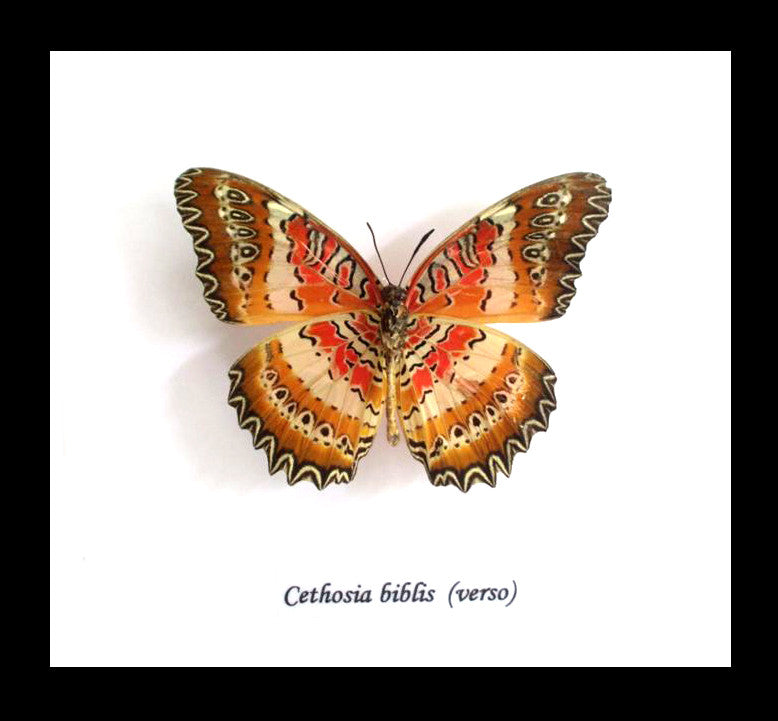 Cethosia biblis