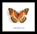 Cethosia biblis