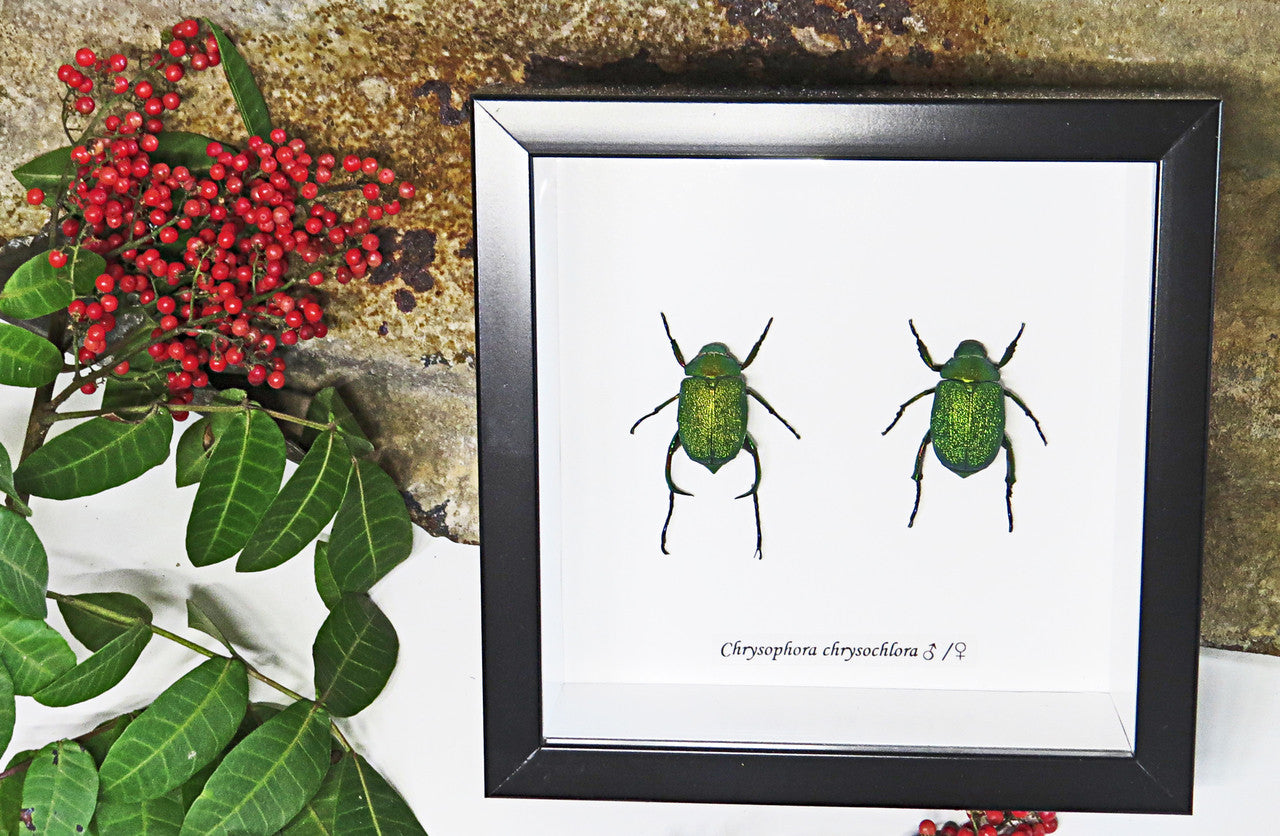 Bugs Beetles real insects for sale Chrysophora chrysochlora