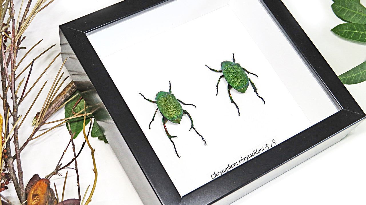 Bugs Beetles real insects for sale Chrysophora chrysochlora