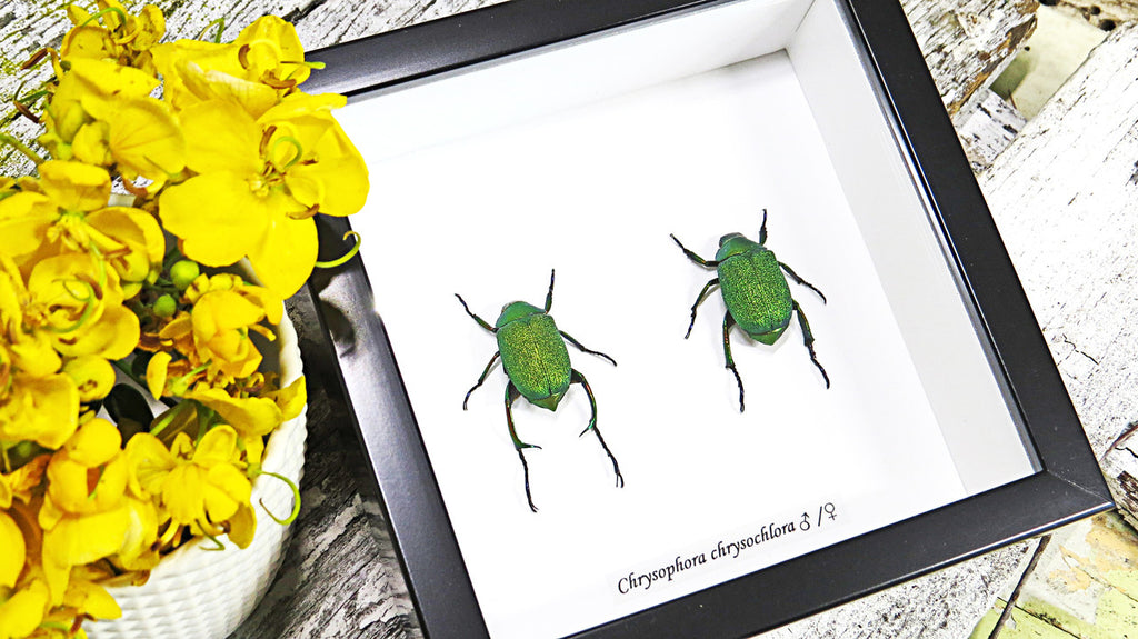 Bugs Beetles real insects for sale Chrysophora chrysochlora
