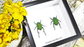 Bugs Beetles real insects for sale Chrysophora chrysochlora