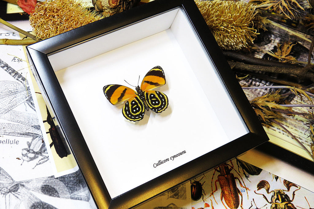 butterflies for sale Callicore cynosura  Bits and Bugs