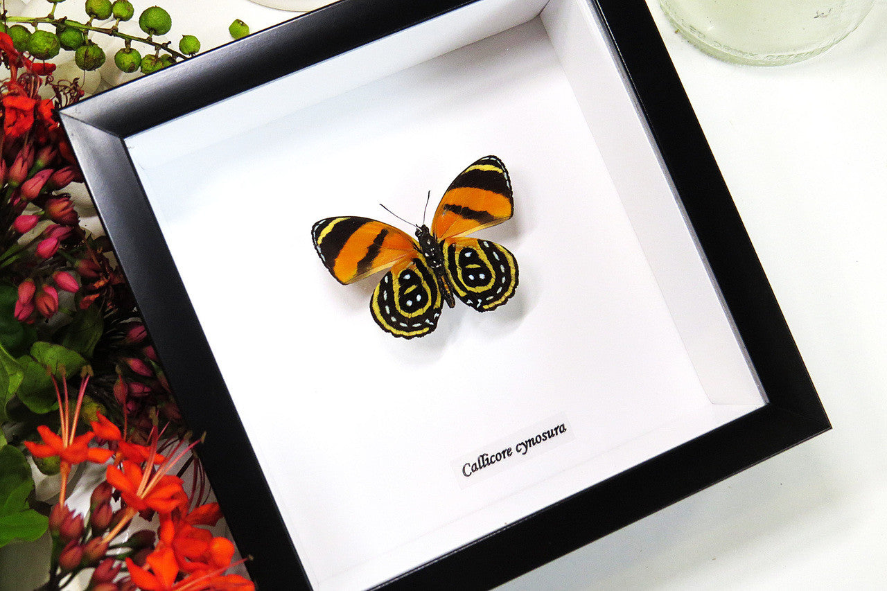 butterflies for sale Callicore cynosura  Bits and Bugs