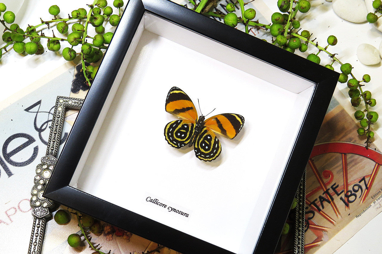 butterflies for sale Callicore cynosura  Bits and Bugs