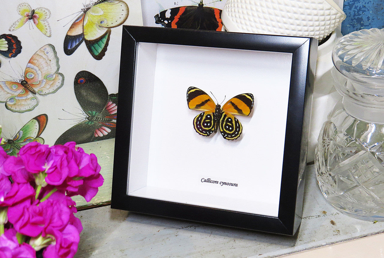 butterflies for sale Callicore cynosura  Bits and Bugs