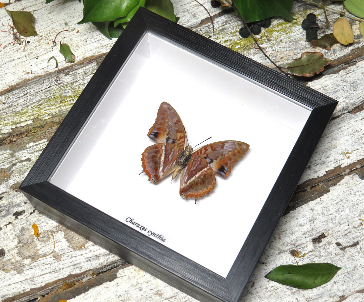 Charaxes cynthia ventral
