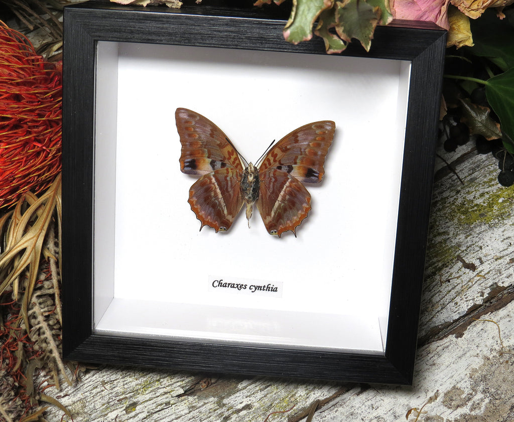 Charaxes cynthia ventral