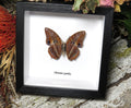 Charaxes cynthia ventral
