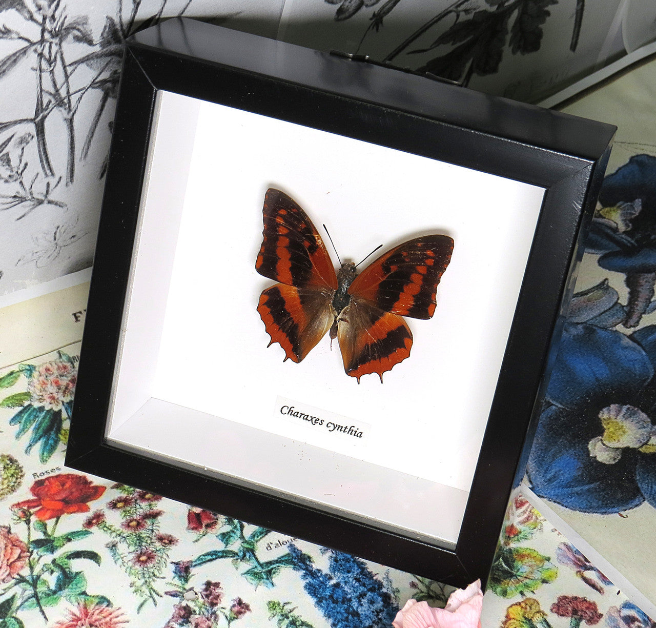 Charaxes cynthia label front