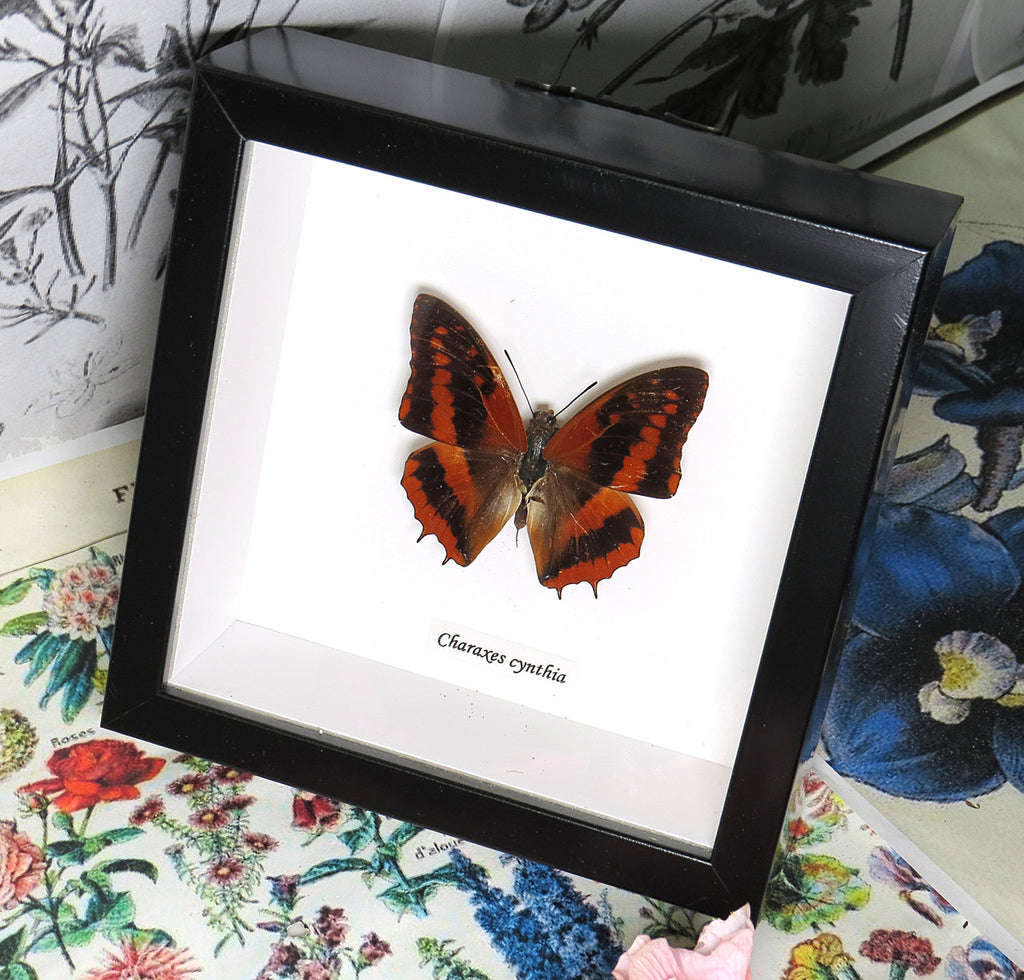 Charaxes cynthia