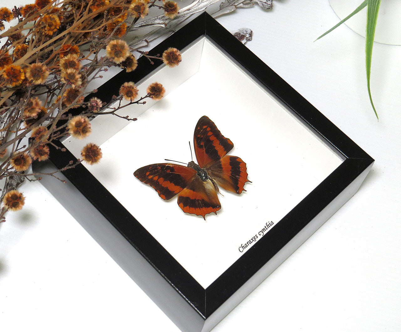 Charaxes cynthia