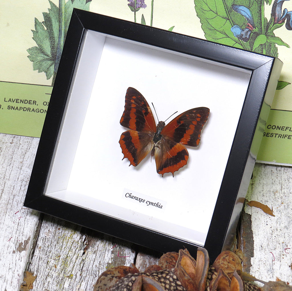 Charaxes cynthia
