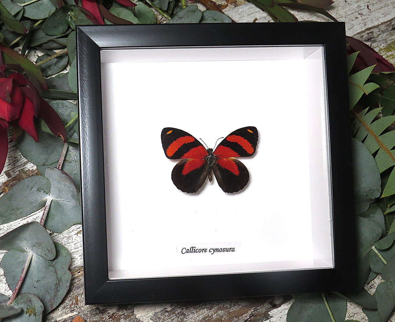 Callicore cynosura