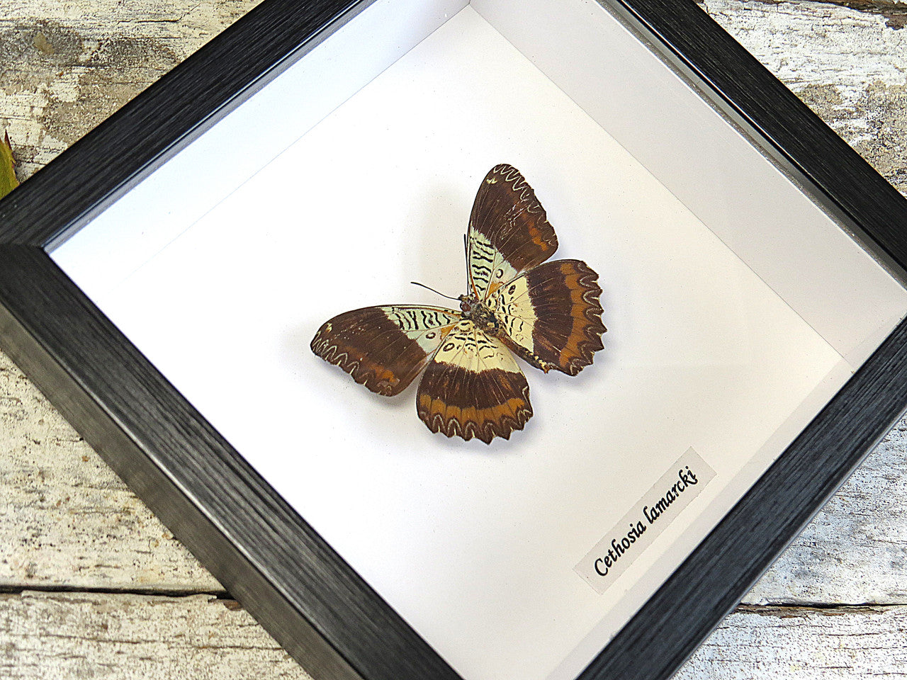 Cethosia lamarcki 