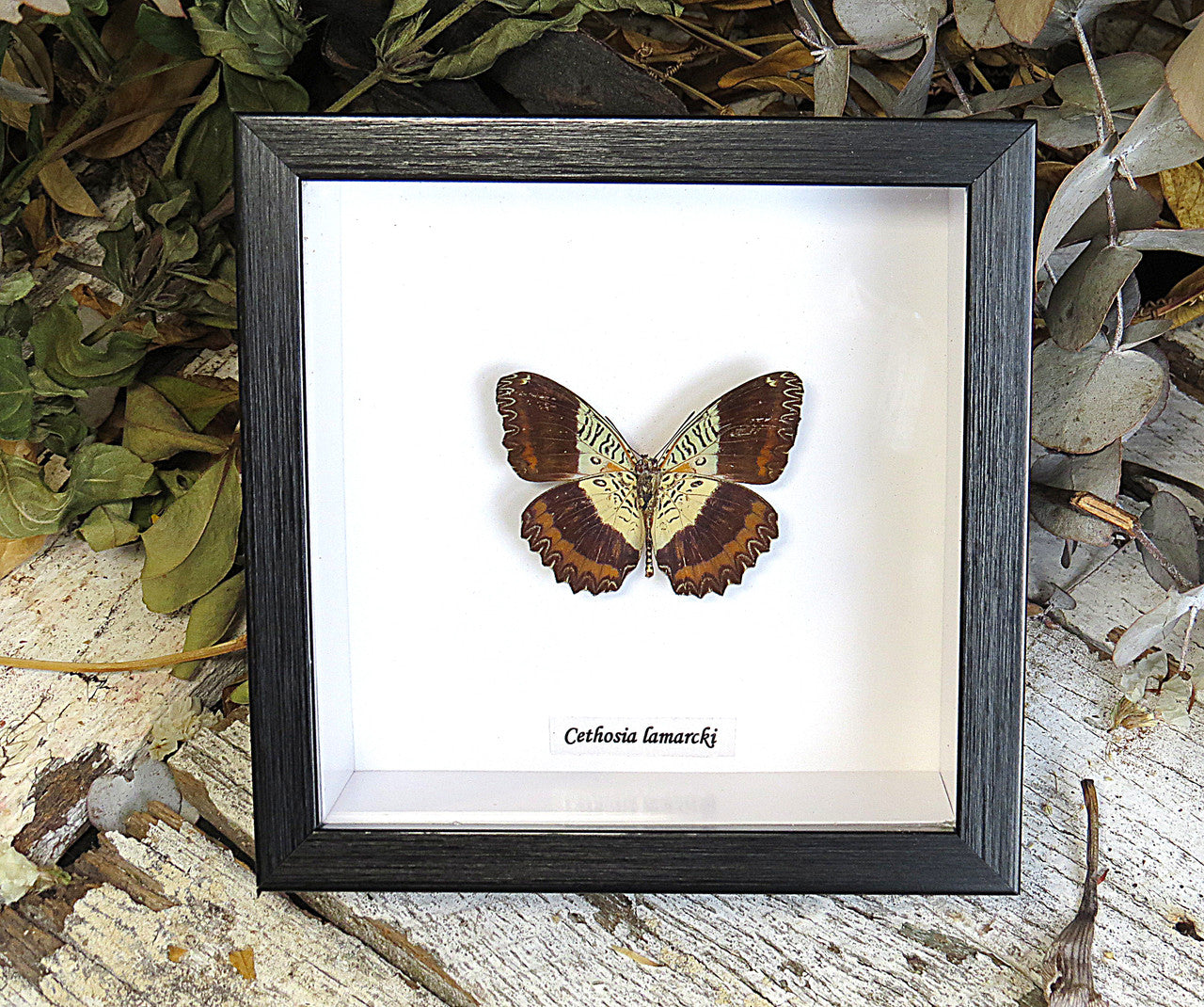 Cethosia lamarcki 